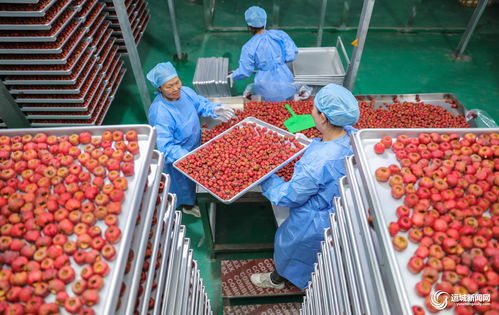 聞喜縣陽隅鎮 深加工賦能鮮果產業，小水果撬動鄉村大振興