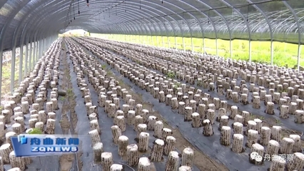 天津濱江集團深入調研我縣農副產品產業，聚焦新鮮水果零售市場新機遇